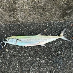 サゴシ