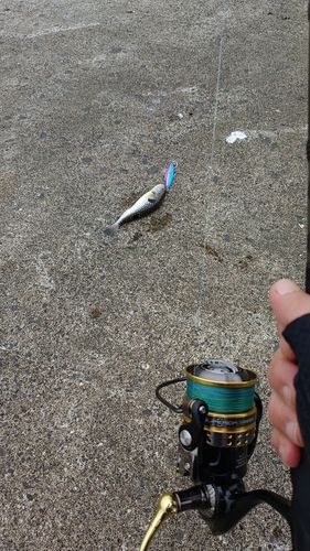クサフグの釣果