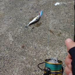 クサフグ