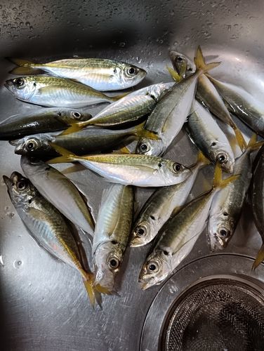 マアジの釣果