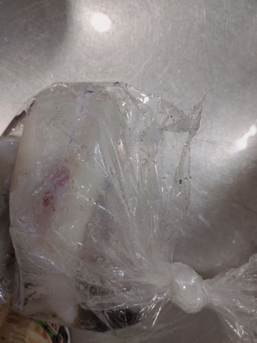 ショウサイフグの釣果