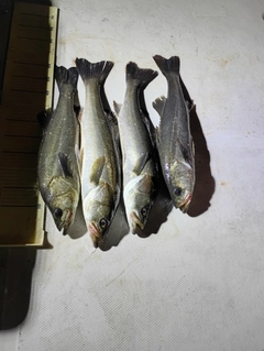 シーバスの釣果