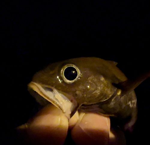 ドンコの釣果