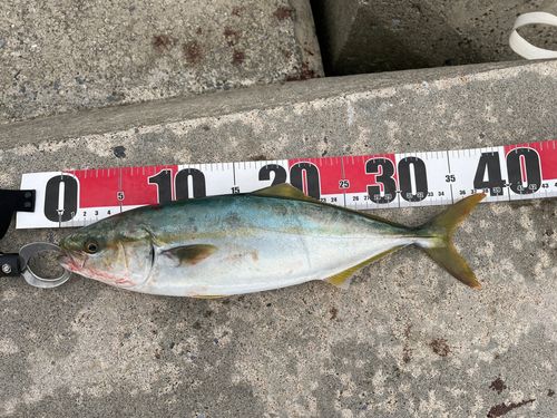 ワカシの釣果