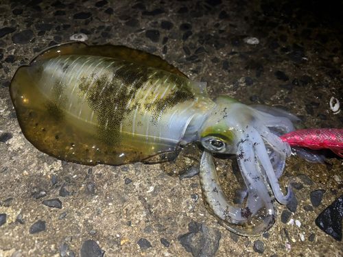 アオリイカの釣果