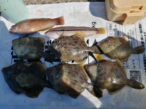 カワハギの釣果