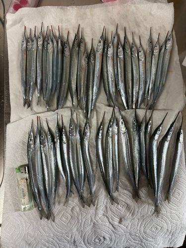 サヨリの釣果