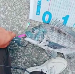 クロダイの釣果