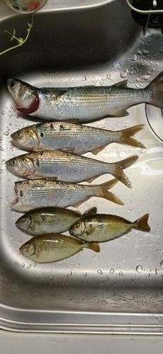 ボラの釣果