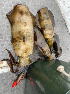 アオリイカの釣果