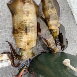 アオリイカ