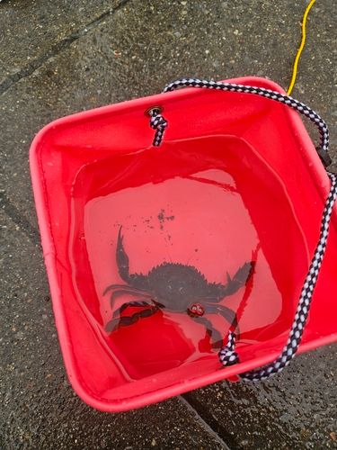 カニの釣果