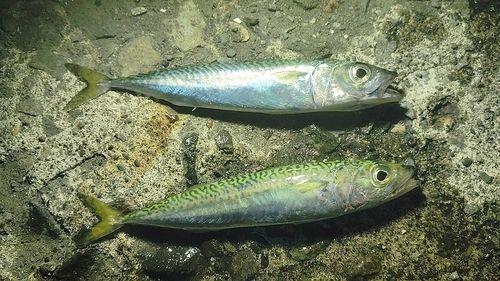 サバの釣果