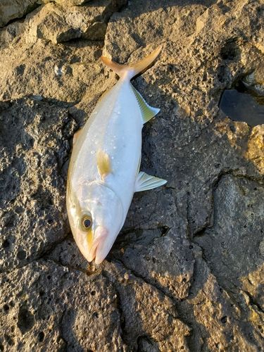 ネリゴの釣果