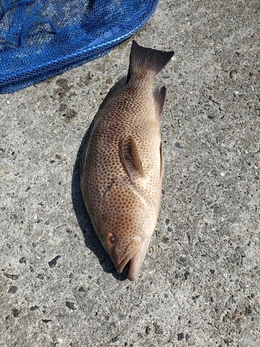 オオモンハタの釣果