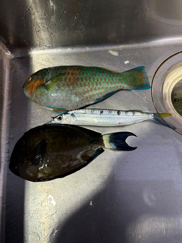 馬天湾
