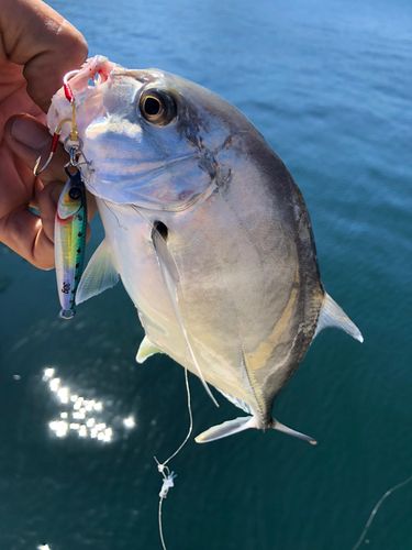 ロウニンアジの釣果