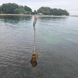 アオリイカ