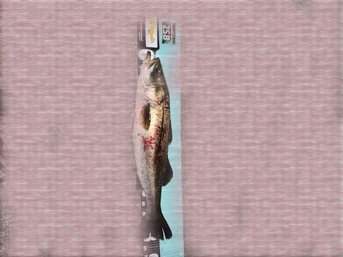 三河湾