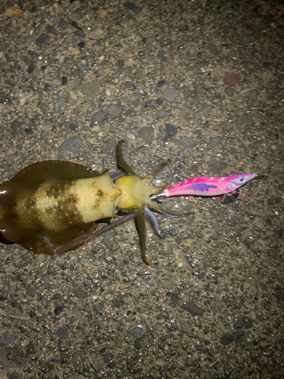アオリイカ