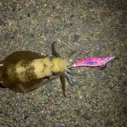 アオリイカ