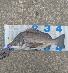 クロダイの釣果