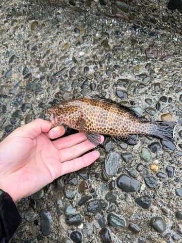オオモンハタの釣果