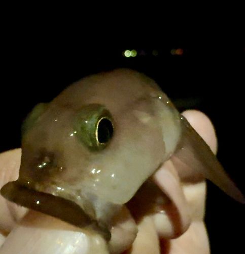 リュウグウハゼの釣果