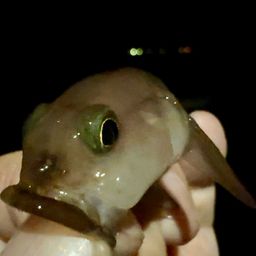 リュウグウハゼ