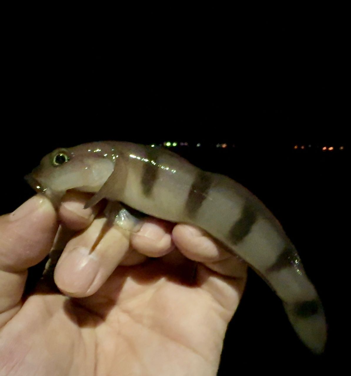 リュウグウハゼ