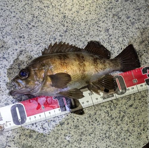 メバルの釣果