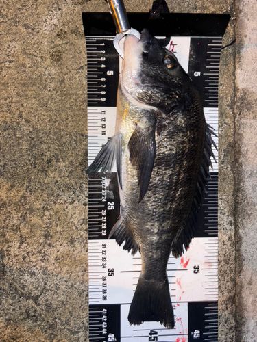 クロダイの釣果