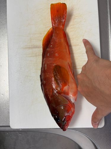アカハタの釣果