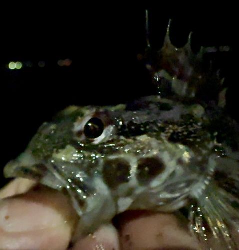 アカオビシマハゼの釣果