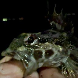 アカオビシマハゼ
