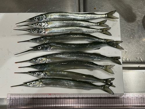 サヨリの釣果