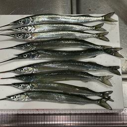 サヨリ