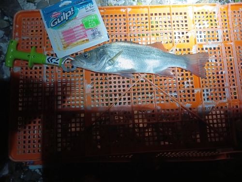 小浜湾