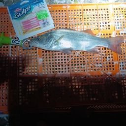 シーバス
