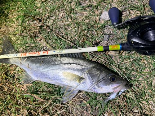 セイゴ（マルスズキ）の釣果