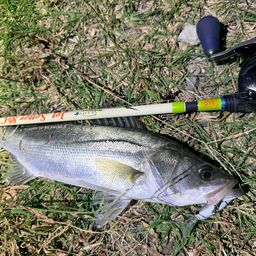 セイゴ（マルスズキ）