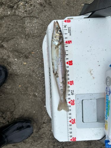 キスの釣果