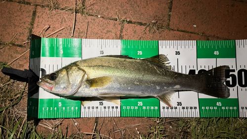 シーバスの釣果