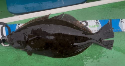 ヒラメの釣果