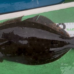 ヒラメ