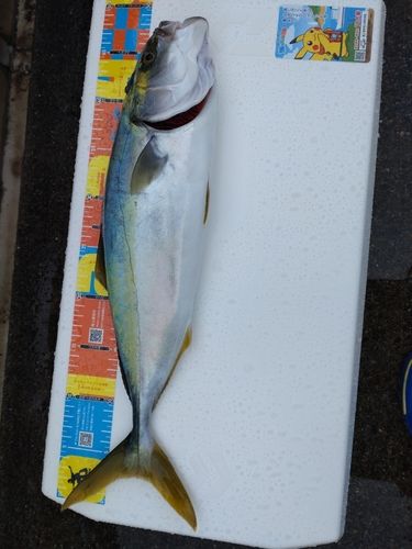 浦賀沖