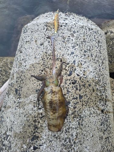 宇出津新港