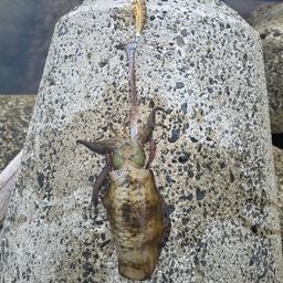 アオリイカ
