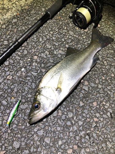 セイゴ（ヒラスズキ）の釣果