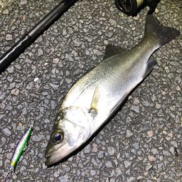 セイゴ（ヒラスズキ）